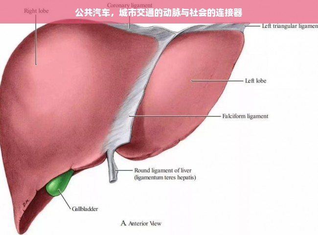 公共汽车，城市交通的动脉与社会的连接器